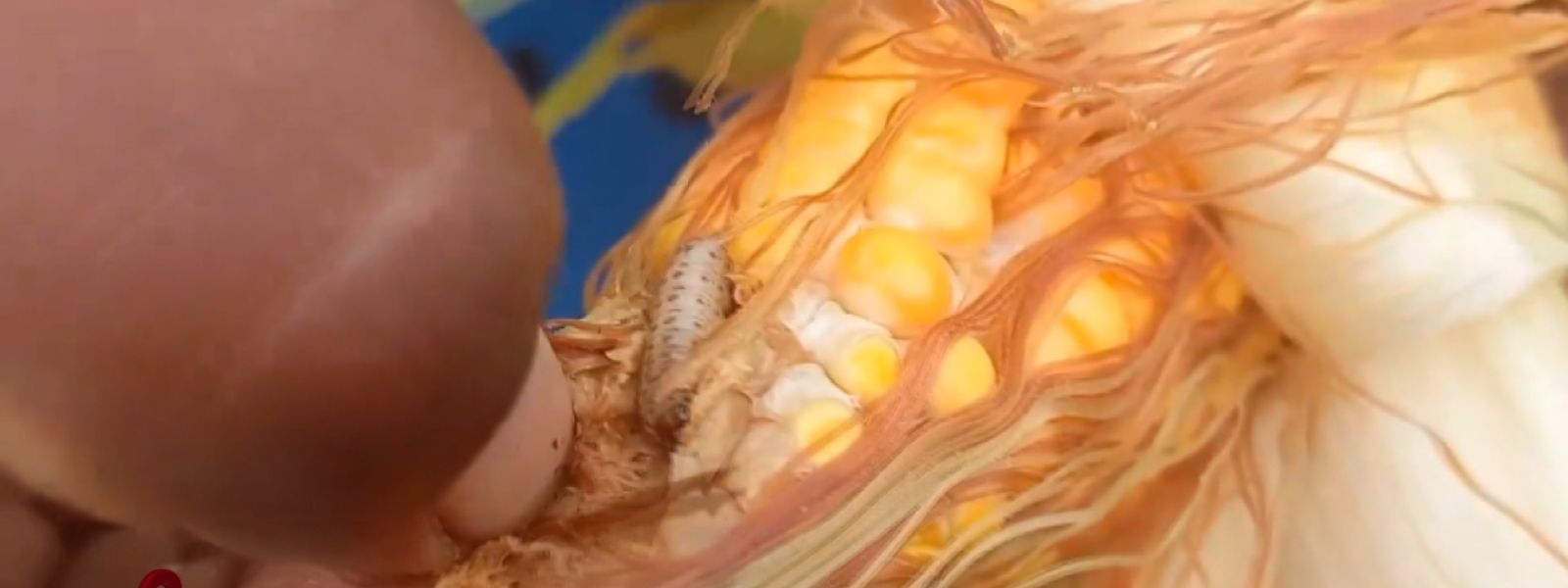 Worm Infestation Threatens Nochchiyagama Maize